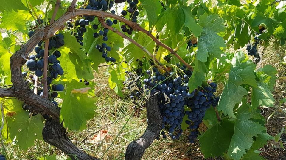 Agroturizem Hotel Vila Franceze Koman Eksteriør billede